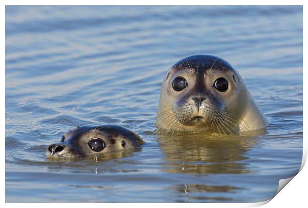 Two Harbour Seals Print by Arterra 