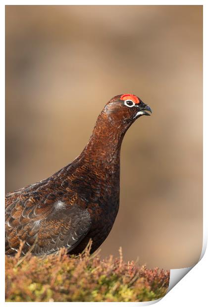 Red grouse Print by Arterra 