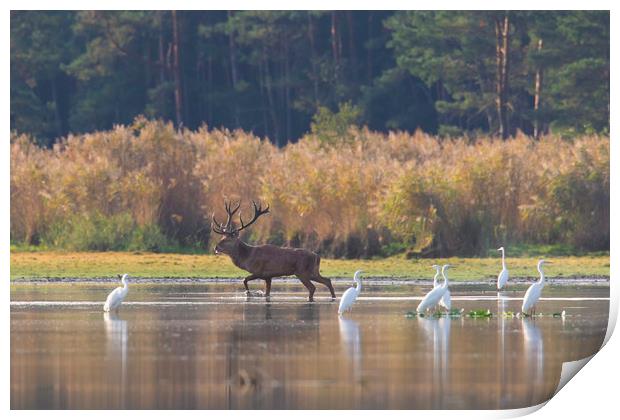Red Deer and Egrets Print by Arterra 