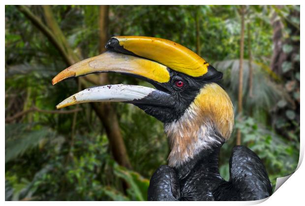 Great Hornbill Print by Arterra 