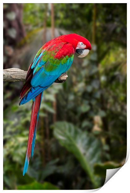 Red-and-green Macaw Print by Arterra 
