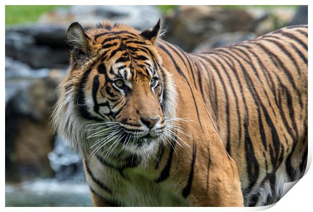 Sumatran Tiger in River Print by Arterra 