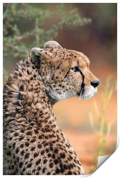 Sudan Cheetah Print by Arterra 