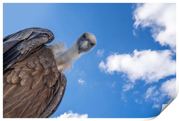 Griffon Vulture Print by Arterra 