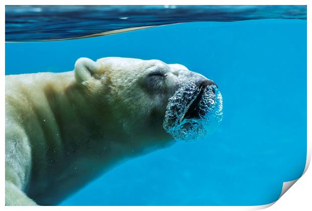 Polar Bear Diving Print by Arterra 
