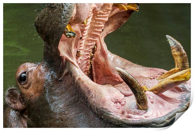 Hippo Teeth Print by Arterra 