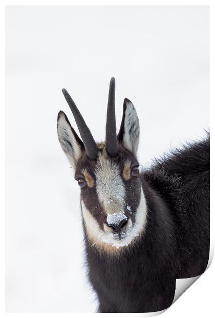 Chamois in the Snow Print by Arterra 
