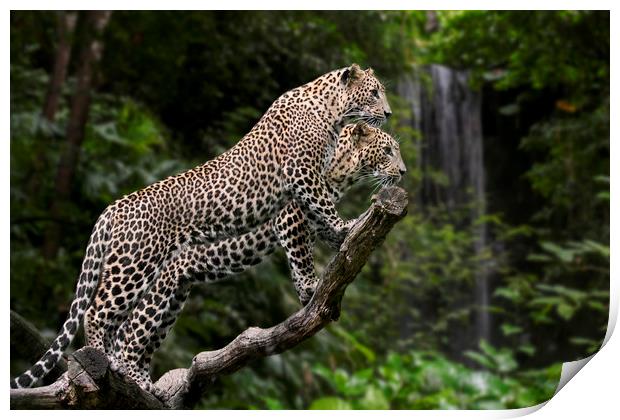 Leopards in Rain Forest Print by Arterra 