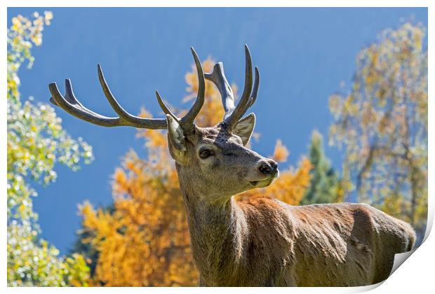 Red Deer Stag in Autumn Print by Arterra 