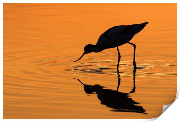 Pied Avocet at Sunset Print by Arterra 