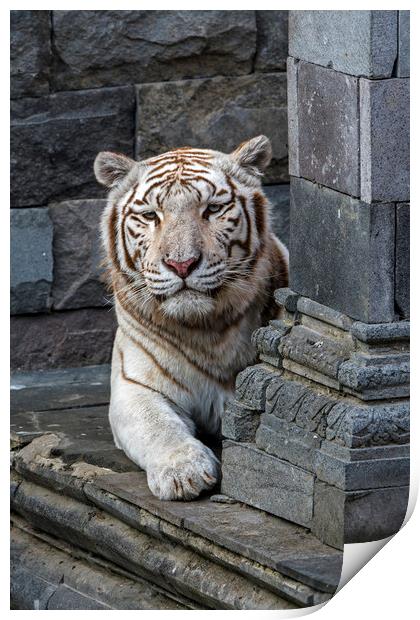 White Tiger in Temple Print by Arterra 