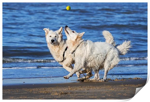 Two Berger Blanc Suisse Dogs on the Beach Print by Arterra 