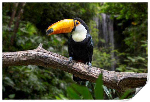 Giant Toucan and Waterfall Print by Arterra 