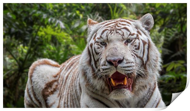 White Tiger in Jungle Print by Arterra 