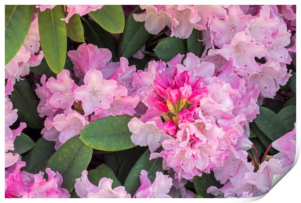 Rhododendron Comte du Parc Print by Arterra 