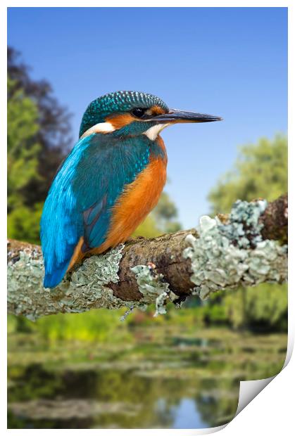 Kingfisher Print by Arterra 