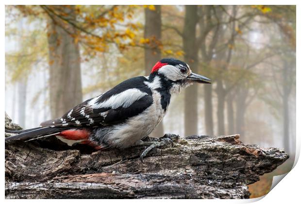 Great Spotted Woodpecker in Autumn Forest Print by Arterra 