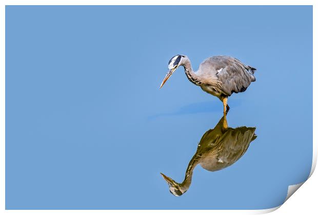 Hunting Grey Heron Print by Arterra 