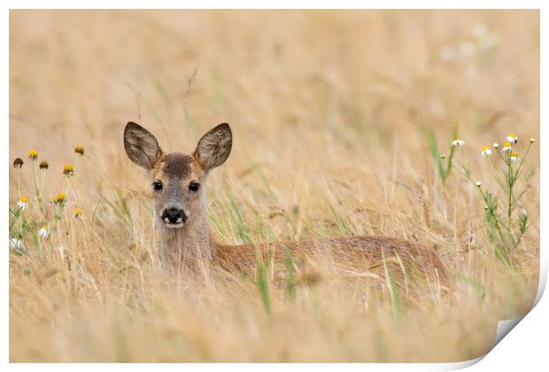 Roe Deer Fawn in Wheat Field Print by Arterra 