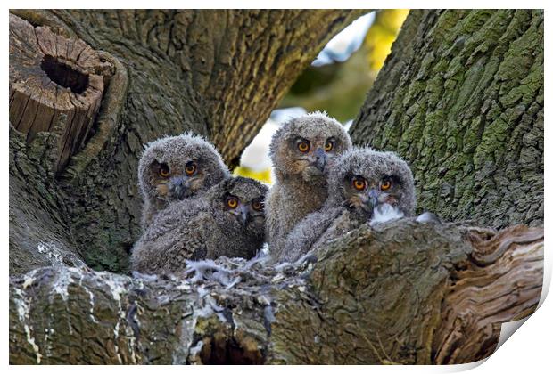 Eagle Owl Chicks Print by Arterra 