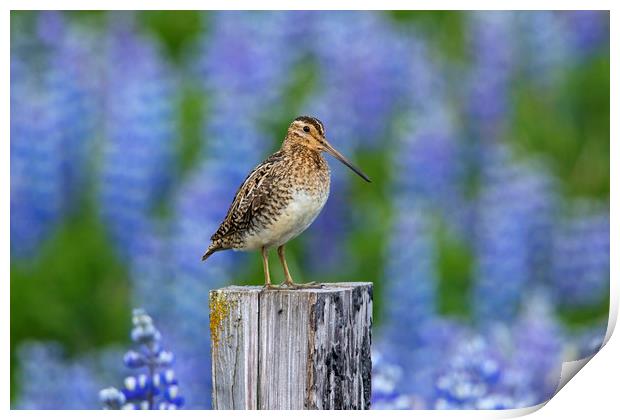 Common Snipe and Lupines Print by Arterra 