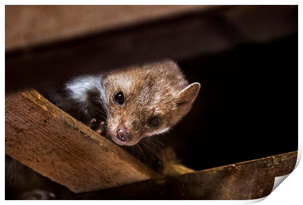 Beech Marten Print by Arterra 