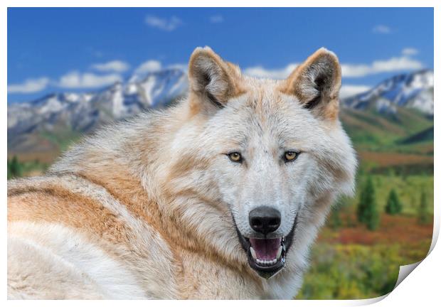 Alaskan Timber Wolf Print by Arterra 