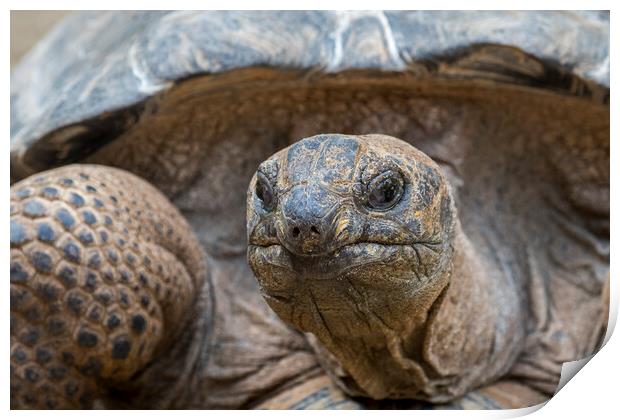 Aldabra Giant Tortoise Print by Arterra 
