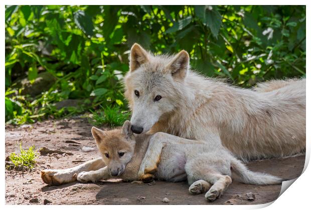 White Wolf with Pup Print by Arterra 