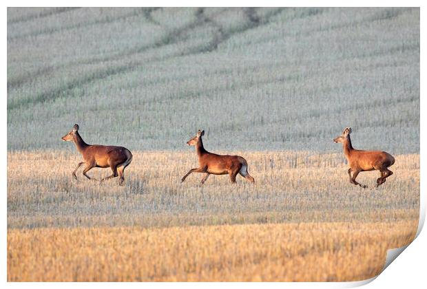 Red Deer Crossing Stubble Field Print by Arterra 