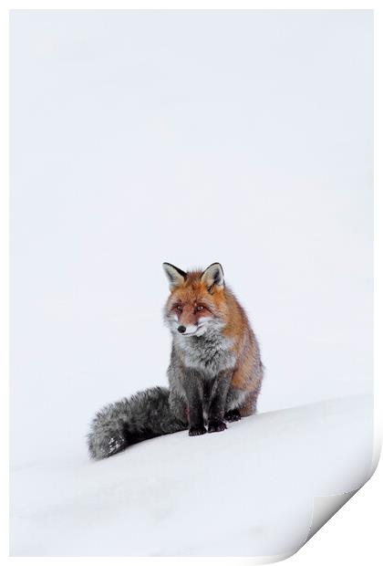Red Fox Sitting in the Snow Print by Arterra 