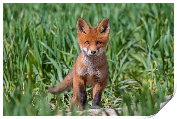 Curious Red Fox Kit Print by Arterra 