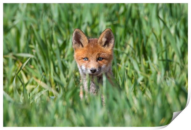 Young Red Fox in Meadow Print by Arterra 