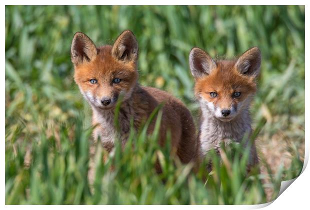 Two Cute Young Red Foxes Print by Arterra 