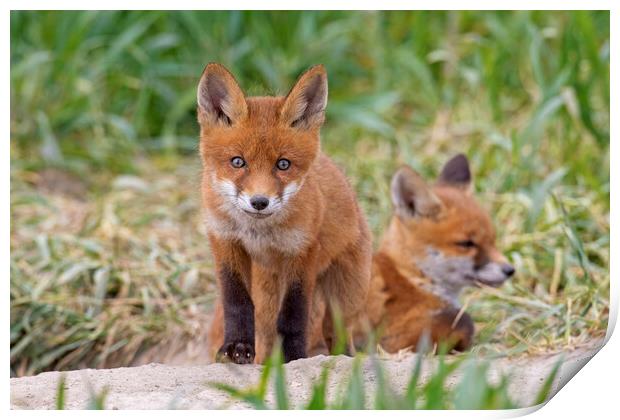Two Red Fox Kits  Print by Arterra 