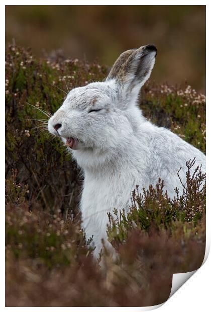Yawning Mountain Hare Print by Arterra 