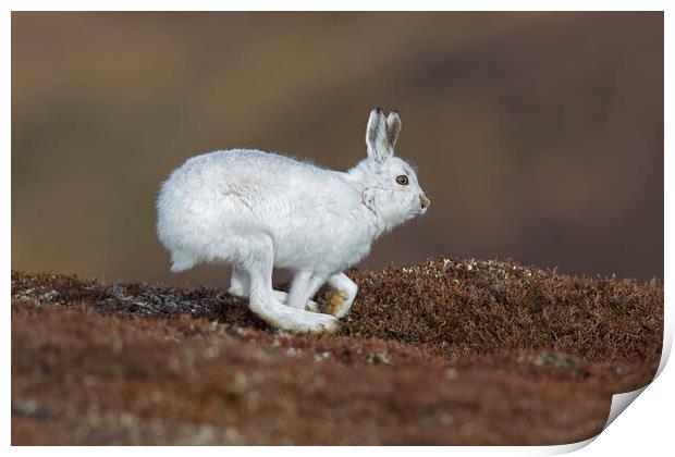 Running Mountain Hare Print by Arterra 