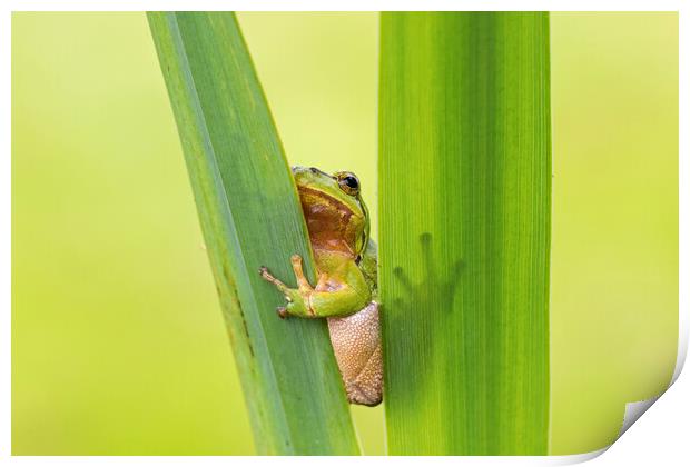 European Tree Frog Print by Arterra 