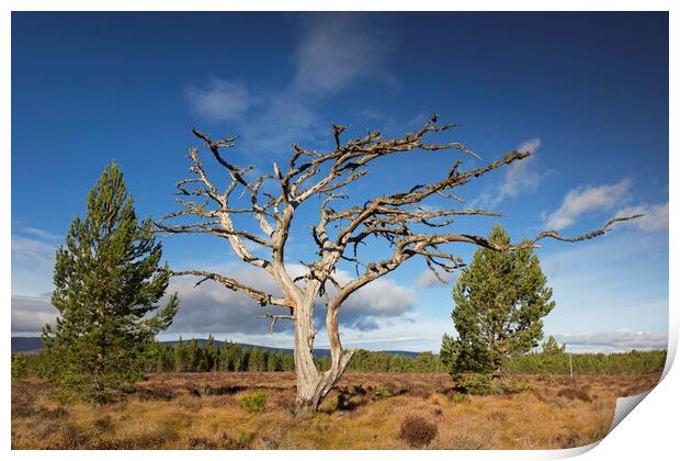 Dead Scots Pine Tree in the Cairngorms, Scotland Print by Arterra 
