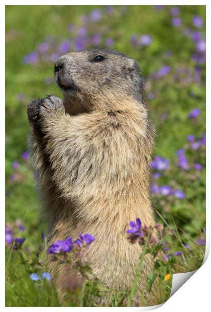 Marmot in Summer Meadow Print by Arterra 