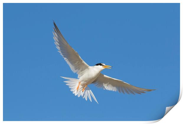 Little Tern Print by Arterra 