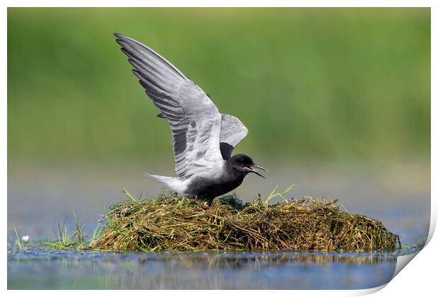 Black Tern on Nest Print by Arterra 