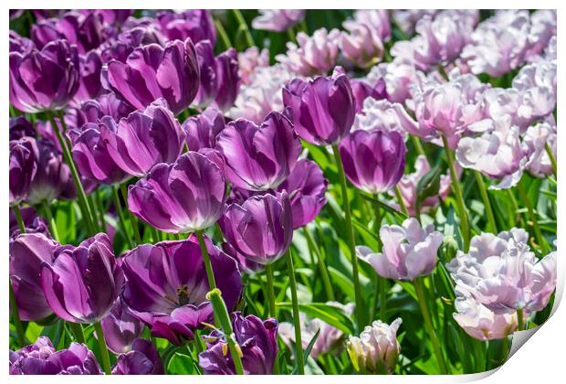 Purple and Pink Tulips Print by Arterra 