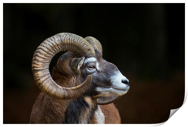 European Mouflon Print by Arterra 