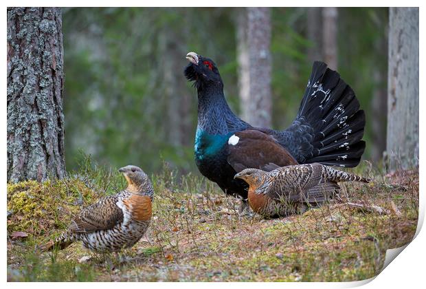 Western Capercaillie Cock and Hens Print by Arterra 