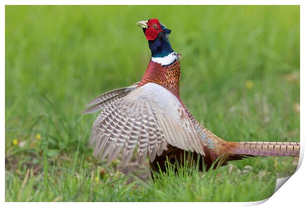 Common Pheasant Courting in Meadow Print by Arterra 