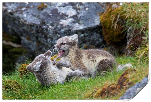 Two Arctic Fox Kits Playing Print by Arterra 