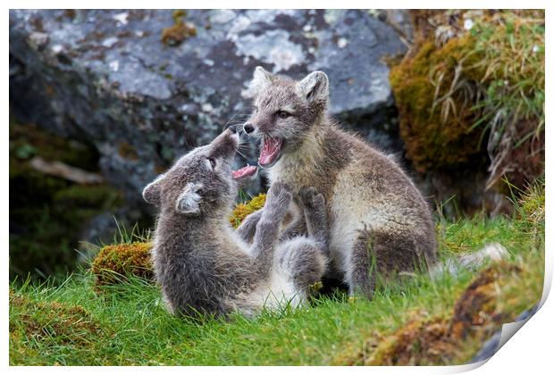 Two Arctic Fox Cubs Playing Print by Arterra 