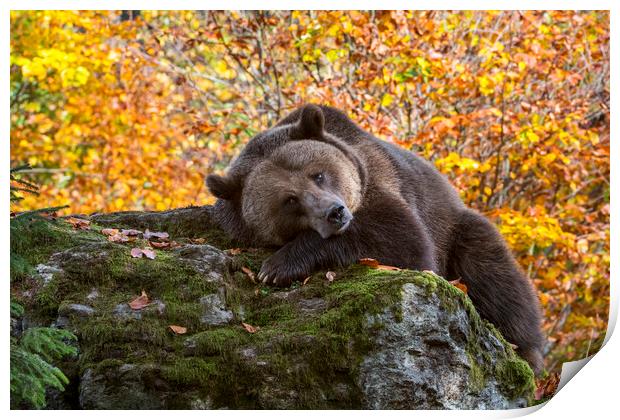 European Brown Bear in Autumn Forest Print by Arterra 