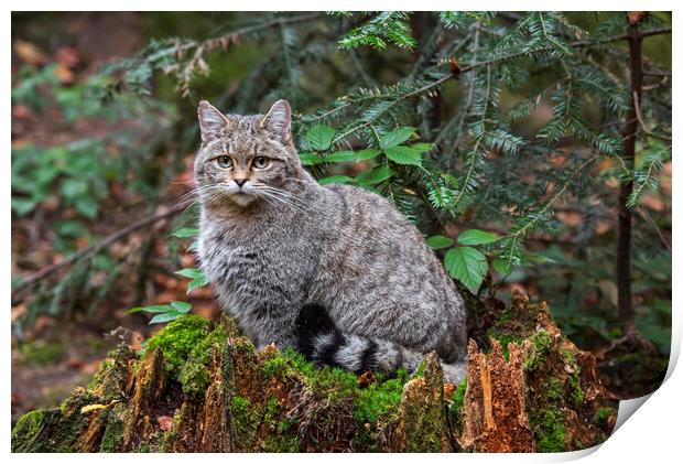 European Wild Cat in Forest Print by Arterra 